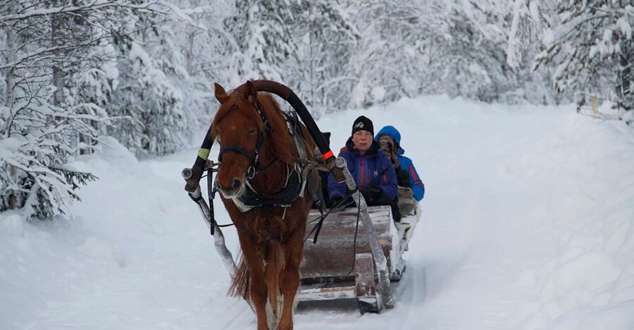Levi, Polar Lights Tours: One Horse Open Sleigh Ride - Meeting at Hissitie 11 in Levi Center