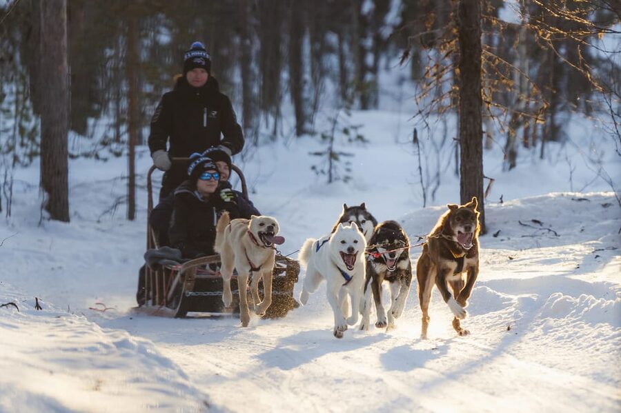 Levi Polar Lights Tours: Path of the Gnome Husky Safari 15km - A self-drive husky run from Levi
