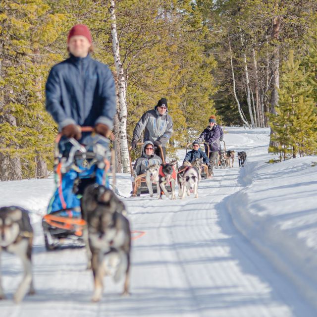Levi Polar Lights Tours: Reindeer and Husky Taster - Key points to know before booking