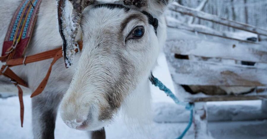 Levi Polar Lights Tours: Reindeer and Husky Taster - The husky ride gives you the quick thrill