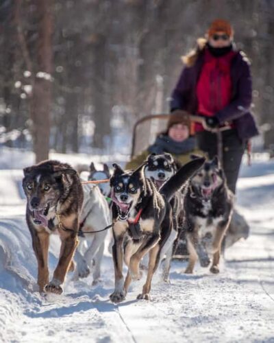 Levi Polar Lights Tours: Reindeer and Husky Taster