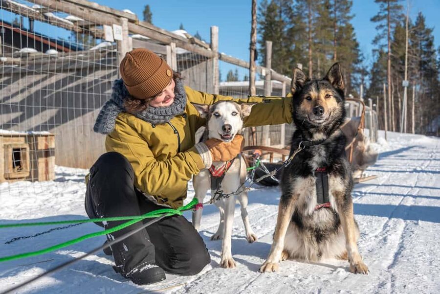 Levi Polar Lights Tours: Reindeer and Husky Taster - A quiet change of pace with the reindeer