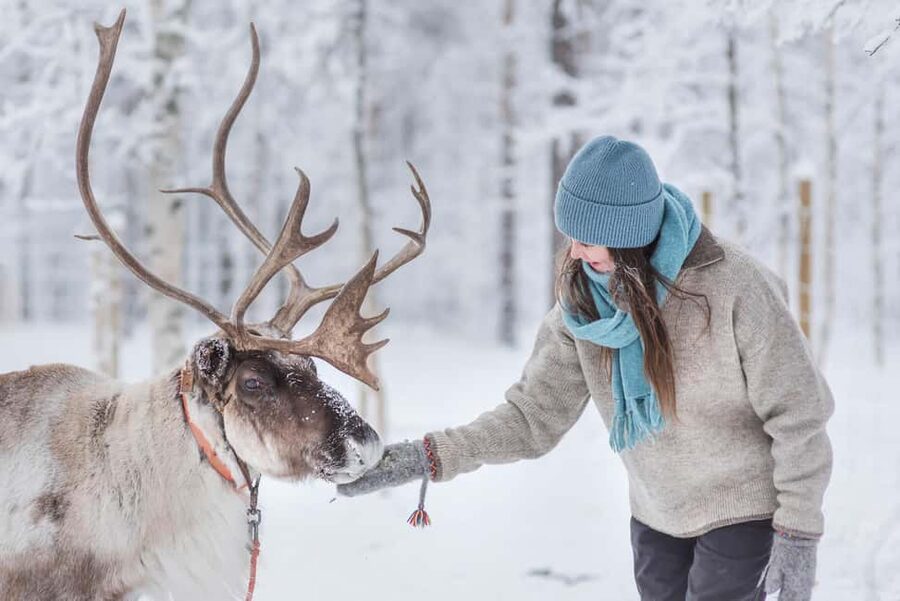 Levi Polar Lights Tours: Reindeer and Husky Taster - Is $153 a fair price?