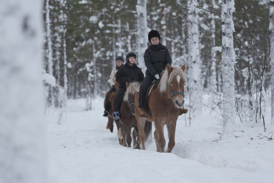 Levi: Snowy Forest Ride and Polar Lights Tours - Who will enjoy this ride most