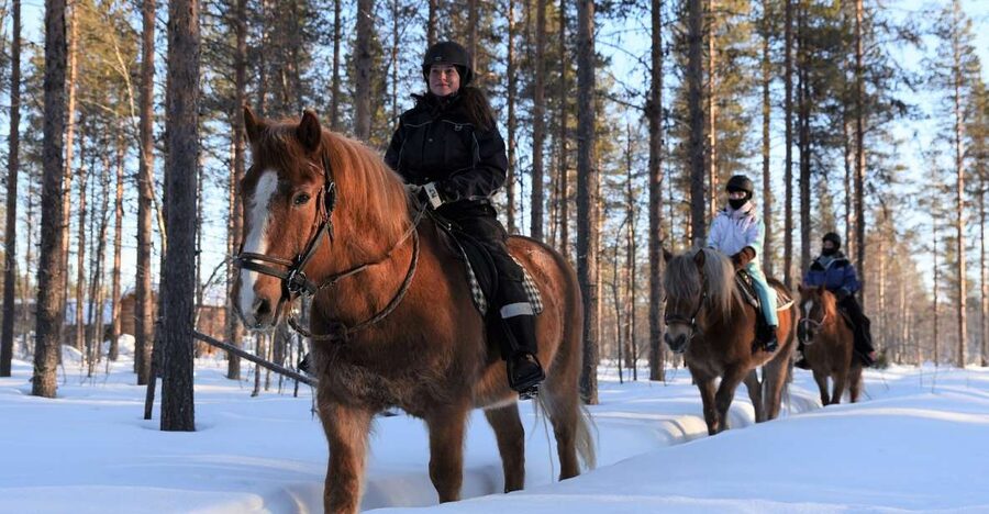 Levi: Snowy Forest Ride and Polar Lights Tours - From Hissitie 11 to the horse farm