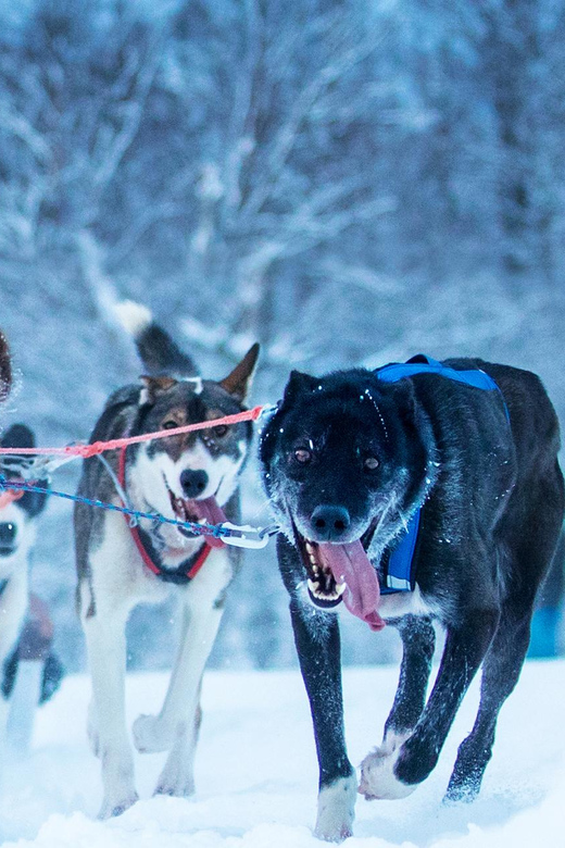 Narvik: Dog-sledding with Northern Lights Ceremony - From Narvik to Husky Isogaisa