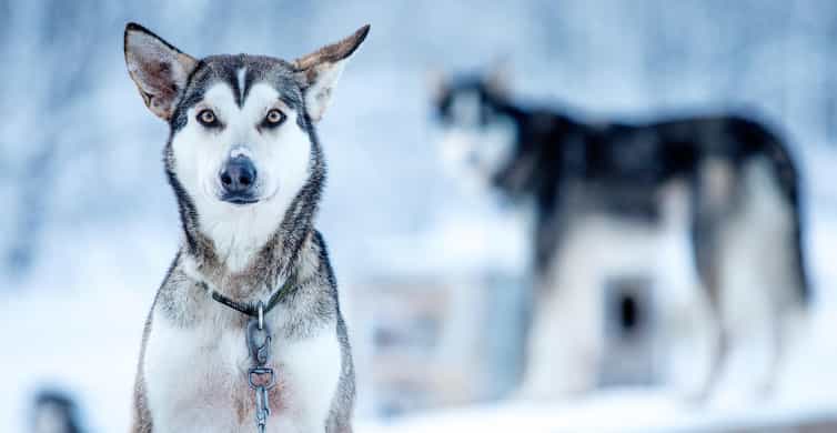 Narvik: Dog-sledding with Northern Lights Ceremony - Learning to drive a sled with four to six dogs