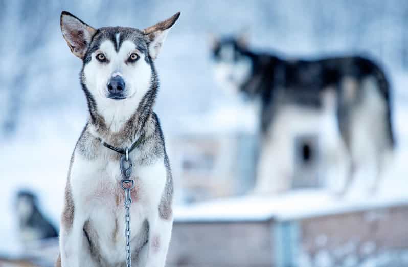 Narvik: Dog-sledding with Northern Lights Ceremony - Warming up inside the Sami lavvu
