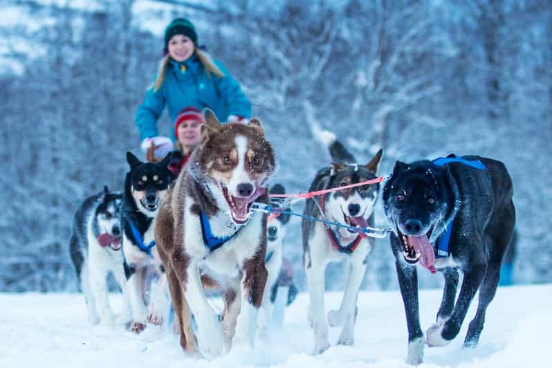 Narvik: Dog-sledding with Northern Lights Ceremony - The best season and what to wear