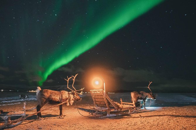 Night Reindeer Sledding with Camp Dinner and Chance of Northern Lights - A reindeer evening that feels different from a standard Tromsø tour