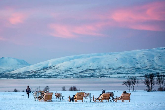 Night Reindeer Sledding with Camp Dinner and Chance of Northern Lights - Sami stories, joiking, and a useful cultural perspective