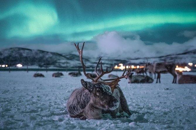 Night Reindeer Sledding with Camp Dinner and Chance of Northern Lights - Who will enjoy this Tromsø experience most?