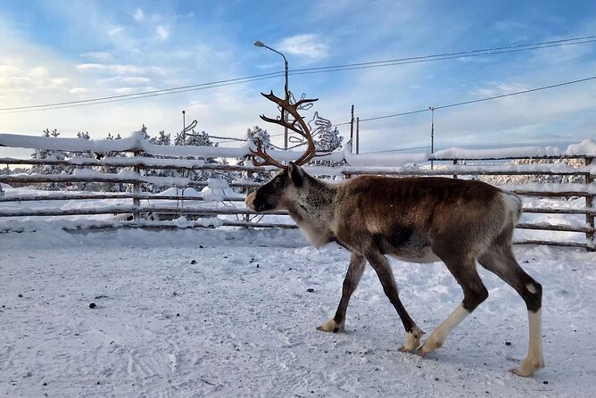 Northern Lights Holiday in Finland - Day six: free time, optional activities, and departure