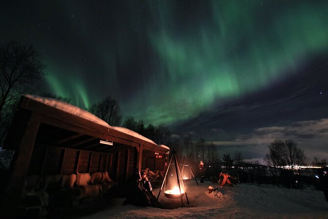 Northern Lights Husky Visit - Time with adult dogs and puppies