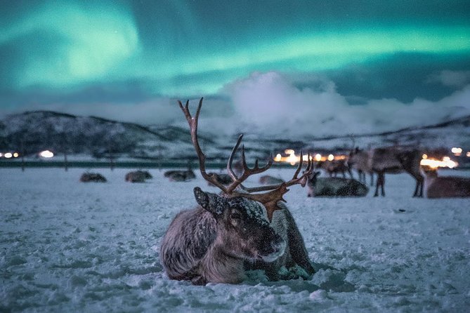 Reindeer Camp Dinner with Chance of Northern Lights in Tromso - Feeding reindeer in the Arctic darkness