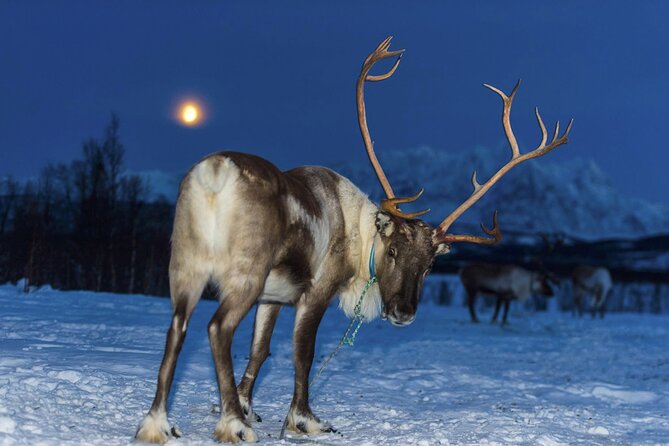 Reindeer feeding & Saami Culture with chance for Northern Lights - Waiting for the Northern Lights