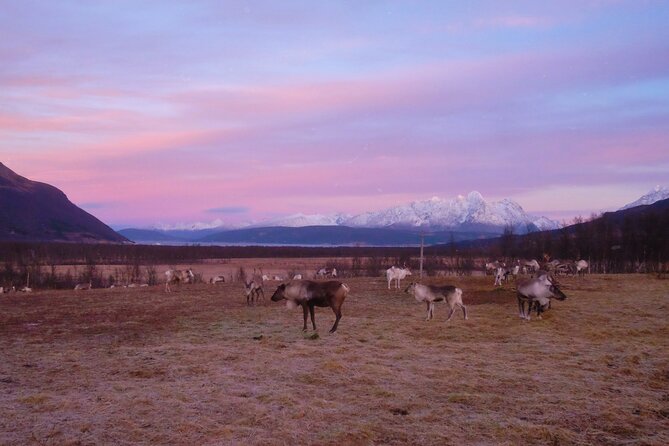 Reindeer feeding & Saami Culture with chance for Northern Lights - Group size, pace, and atmosphere