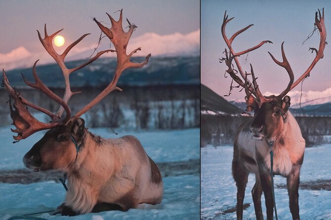 Reindeer feeding & Saami Culture with chance for Northern Lights - Feeding the reindeer at the camp