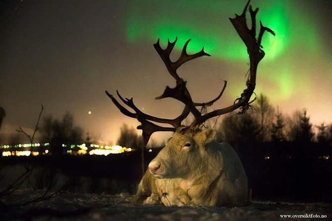 Reindeer Sledding and Feeding with Chance of Northern Lights Tromso - Key points to know before booking