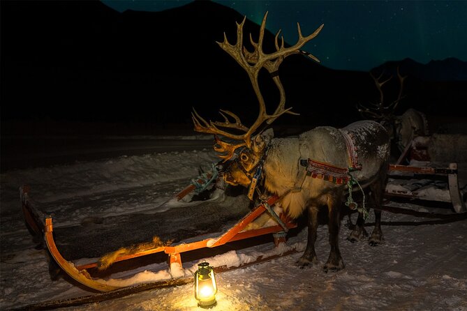 Reindeer Sledding and Feeding with Chance of Northern Lights Tromso - Feeding reindeer in the dark