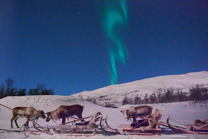 Reindeer Sledding and Feeding with Chance of Northern Lights Tromso - Inside the lavvu for stew and stories