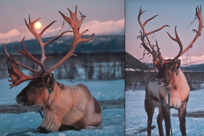 Reindeer Sledding and Feeding with Chance of Northern Lights Tromso - Group size, comfort, and the less polished details
