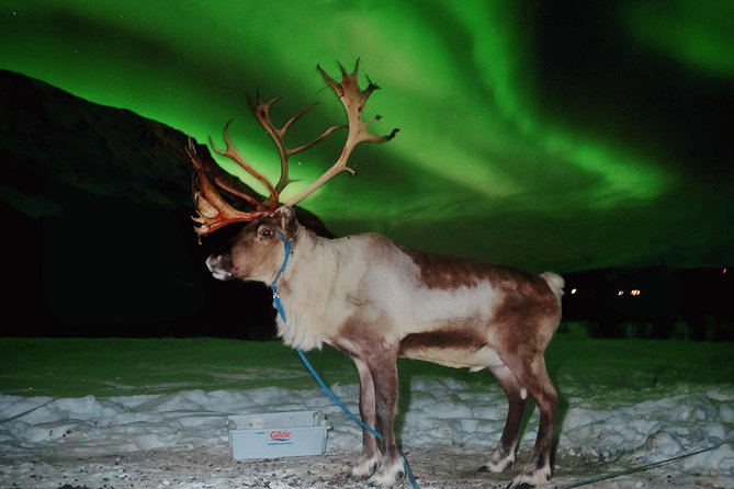Reindeer Sledding and Feeding with Chance of Northern Lights Tromso - Who should book this Tromso evening?