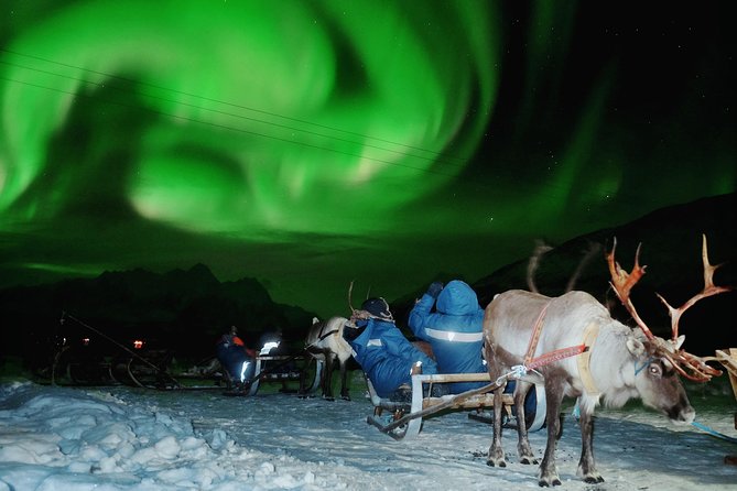 Reindeer Sledding and Feeding with Chance of Northern Lights Tromso - The 30-minute reindeer sleigh ride