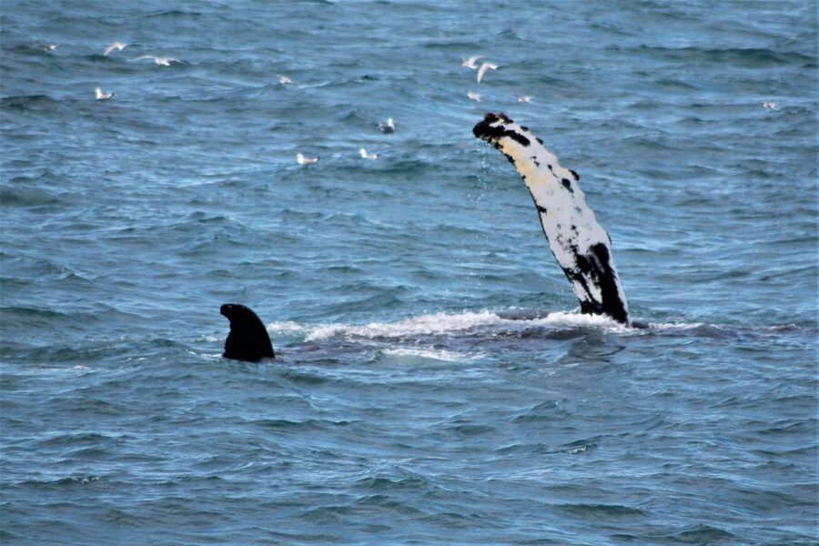 Reykjavik: Whale Watching & Northern Lights Combo Cruise - Should you book it?