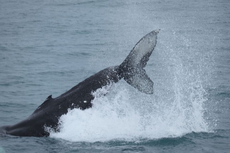 Reykjavik: Whale Watching & Northern Lights Combo Cruise - The five-hour Reykjavik break