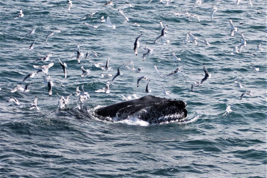 Reykjavik: Whale Watching & Northern Lights Combo Cruise - Chasing the Northern Lights from the bay