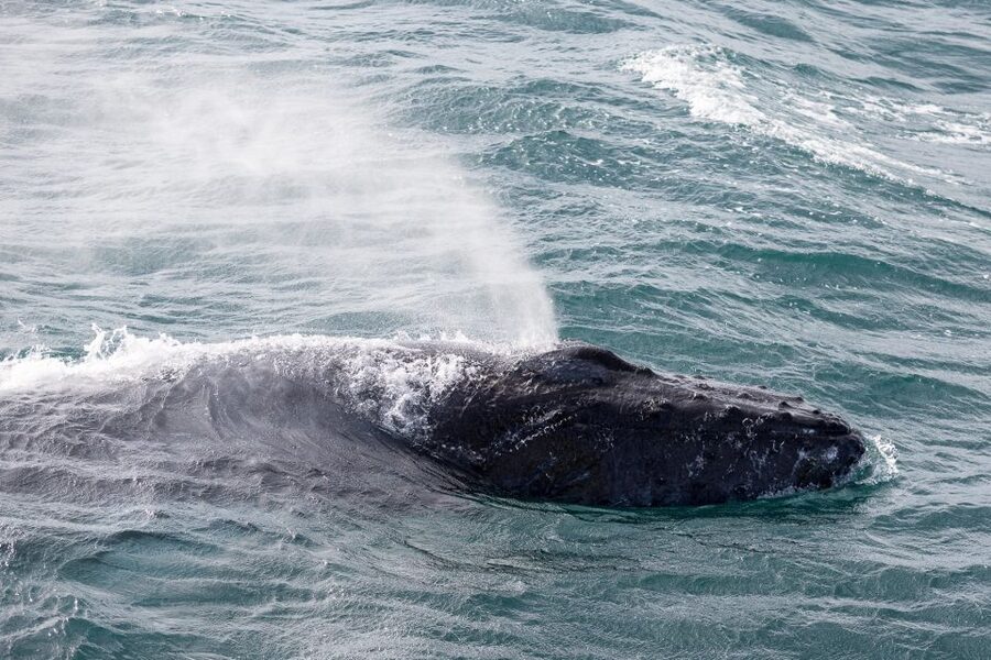 Reykjavik: Whale Watching & Northern Lights Combo Cruise - Weather is part of the bargain