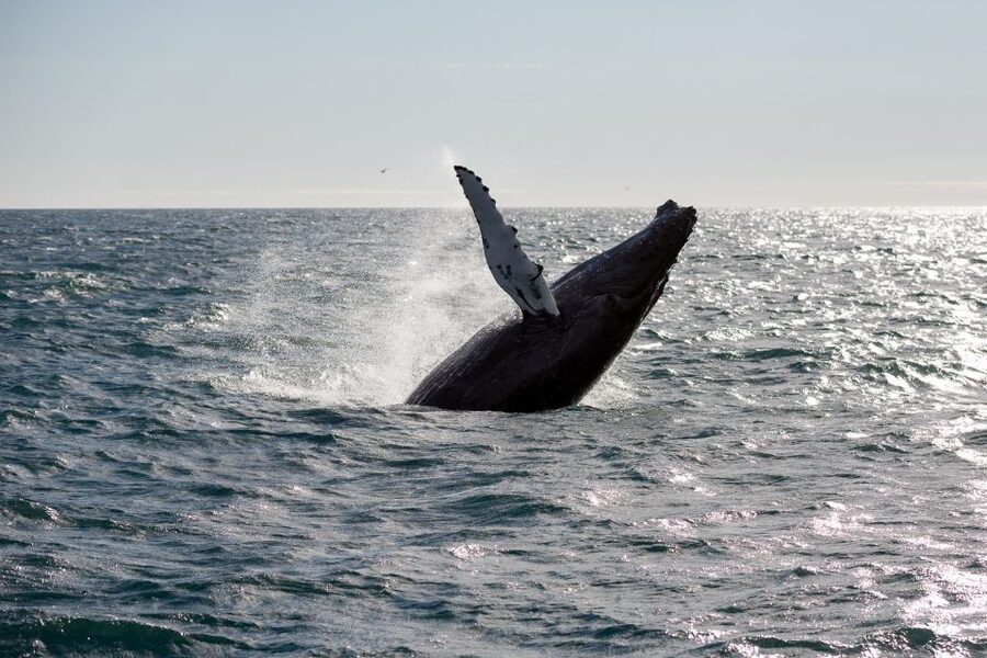 Reykjavik: Whale Watching & Northern Lights Combo Cruise - Is $205 a fair price?