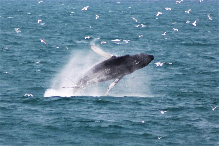 Reykjavik: Whale Watching & Northern Lights Combo Cruise - Comfort, access, and what to pack