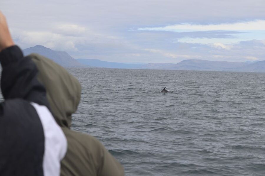 Reykjavik: Whale Watching & Northern Lights Combo Cruise - Who should book this combination?