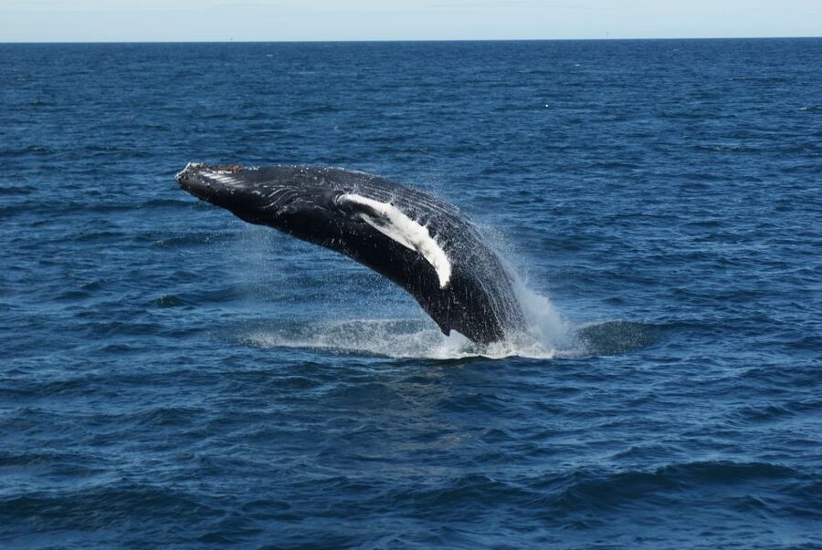 Reykjavik: Whale Watching & Northern Lights Combo Cruise - What the guides add to the cruise