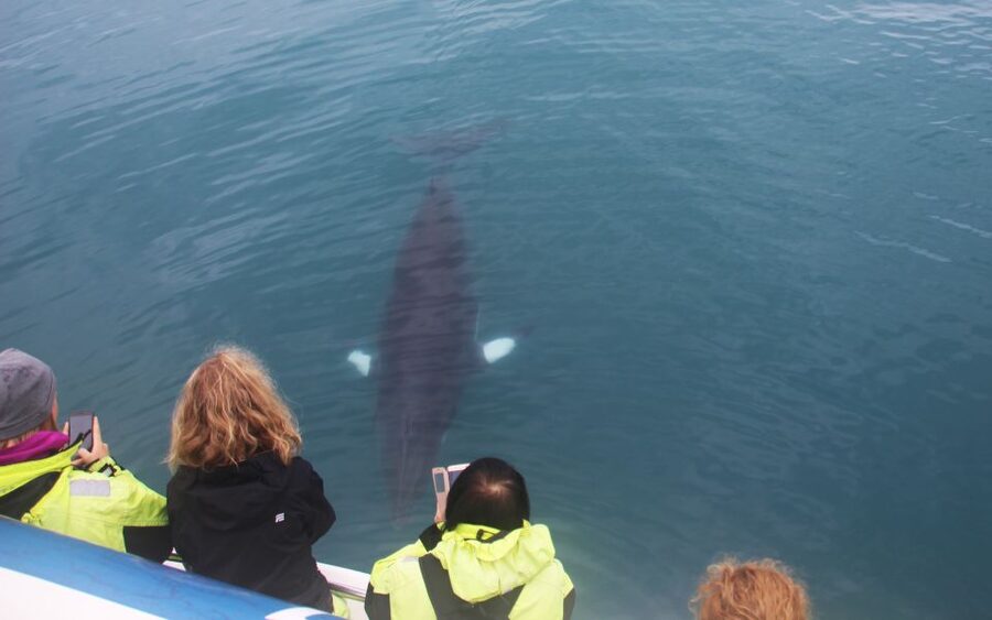 Reykjavik: Whales and Northern Lights Boat Tour - Key points to know before booking