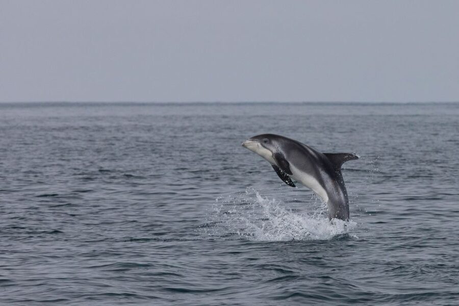Reykjavik: Whales and Northern Lights Boat Tour - Why this combined Reykjavik tour makes sense