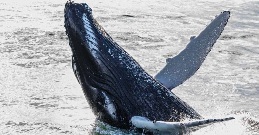 Reykjavik: Whales and Northern Lights Boat Tour - The first cruise: three hours on Faxaflói Bay