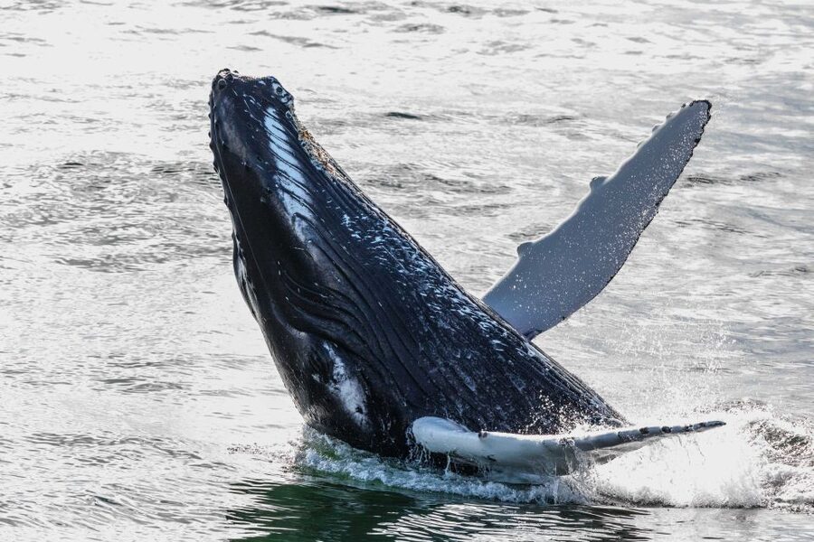 Reykjavik: Whales and Northern Lights Boat Tour - Meeting at Reykjavik’s Old Harbour