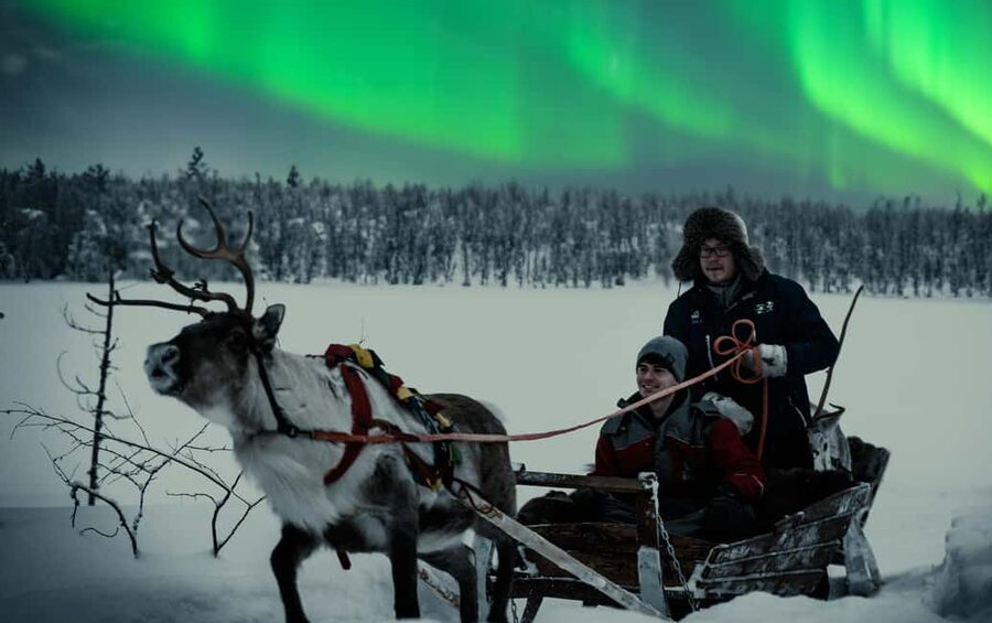 Rovaniemi: 2km Aurora Reindeer Safari Through the Forest - Key points at a glance