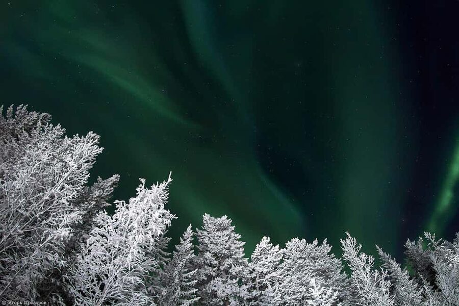 Rovaniemi: All-Inclusive Ranua Zoo Excursion & Aurora Dinner - Key points to know before booking