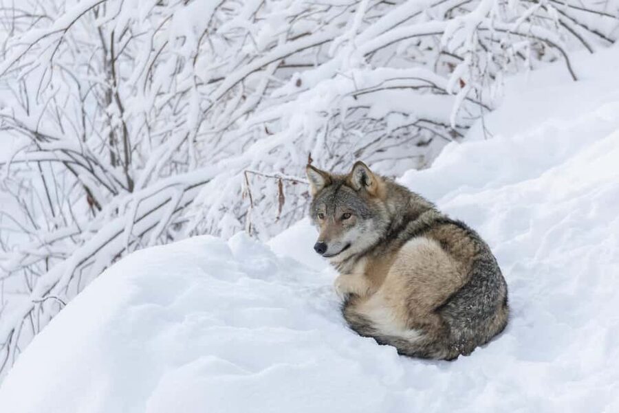 Rovaniemi: All-Inclusive Ranua Zoo Excursion & Aurora Dinner - Practical tips for a better day