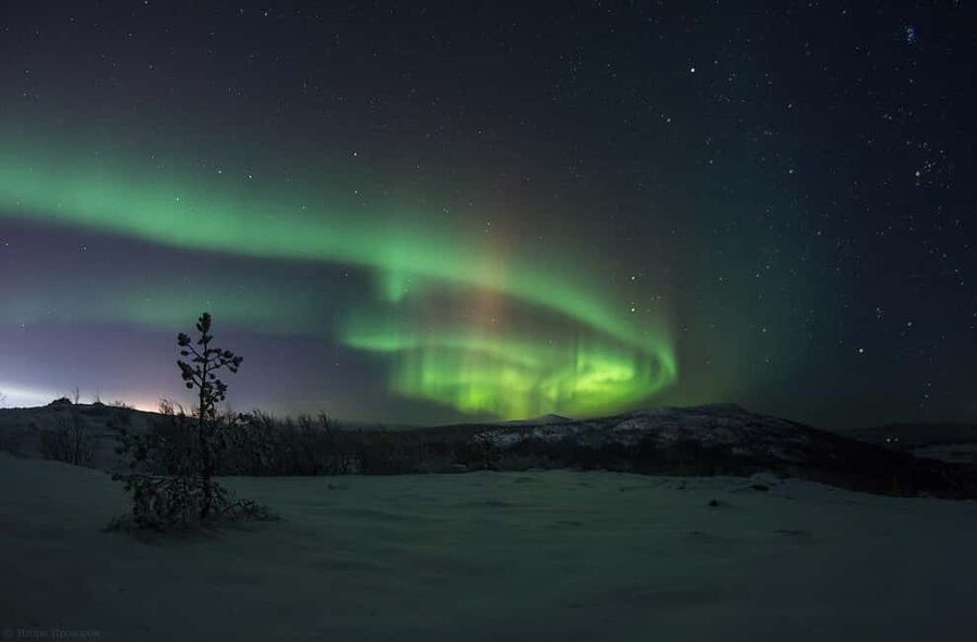 Rovaniemi: All-Inclusive Ranua Zoo Excursion & Aurora Dinner - From Rovaniemi to Ranua at 11:00