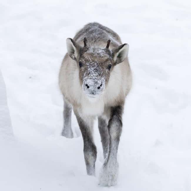 Rovaniemi: All-Inclusive Ranua Zoo Excursion & Aurora Dinner - Three free hours back in Rovaniemi