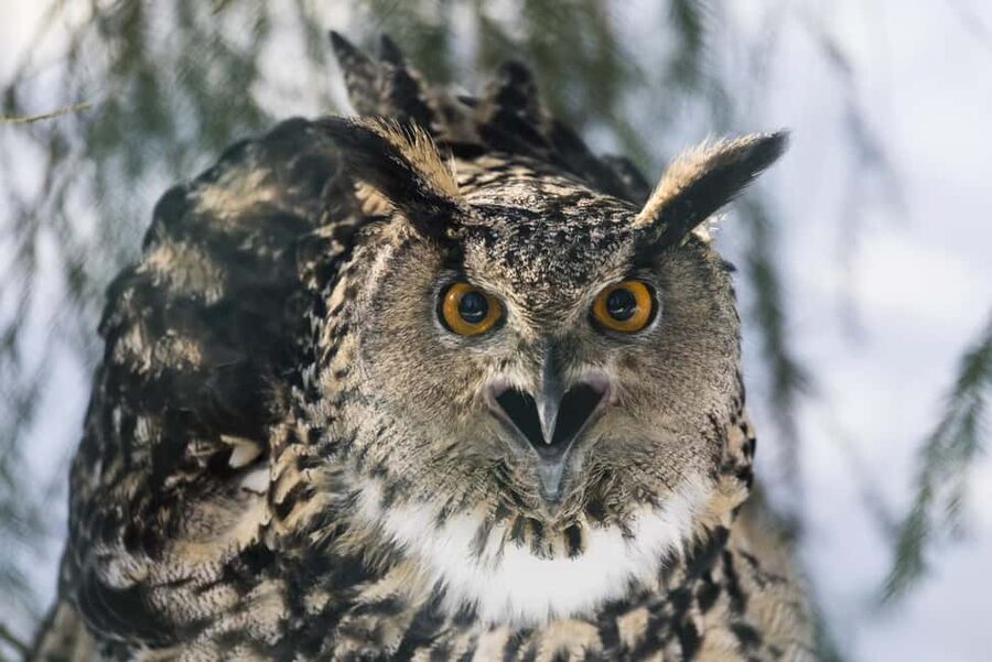 Rovaniemi: All-Inclusive Ranua Zoo Excursion & Aurora Dinner - Searching two or more dark locations for the aurora
