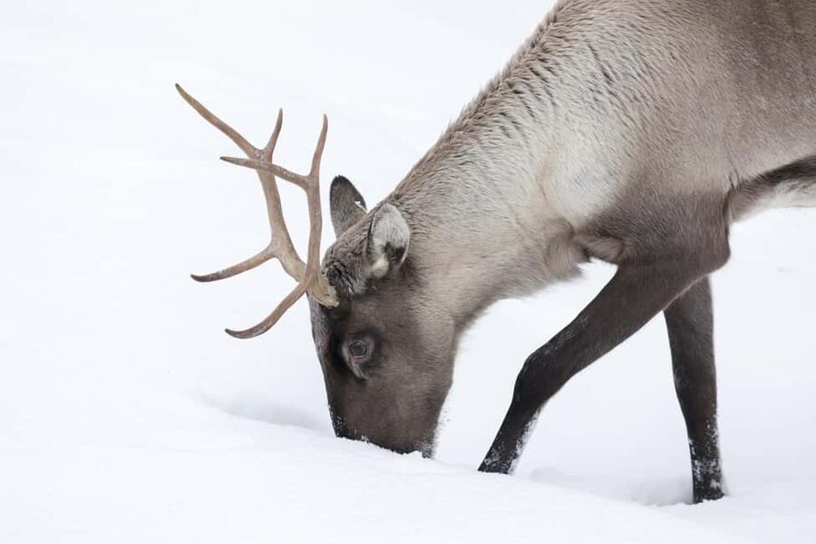Rovaniemi: All-Inclusive Ranua Zoo Excursion & Aurora Dinner - A campfire dinner with Finnish flavors