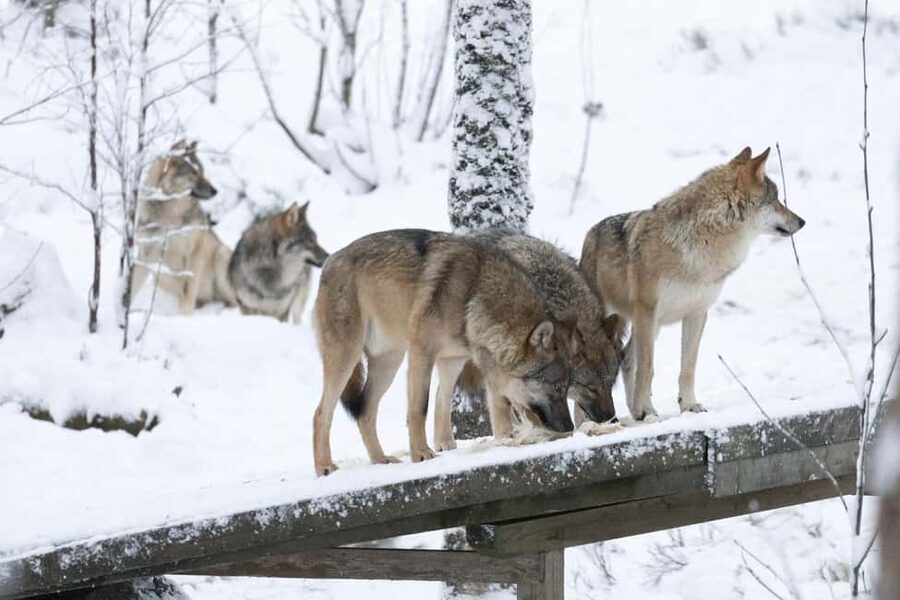 Rovaniemi: All-Inclusive Ranua Zoo Excursion & Aurora Dinner - What the $233 price really covers