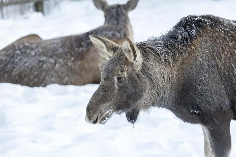 Rovaniemi: All-Inclusive Ranua Zoo Excursion & Aurora Dinner - Who will enjoy this long Arctic day