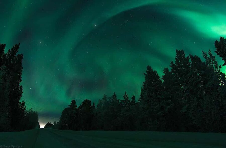 Rovaniemi Aurora Fire & Flavour — Arctic Gastronomy Tour - A forest dinner before the sky show